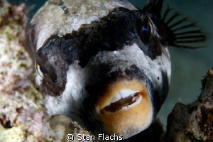 Masked puffer by Stan Flachs 